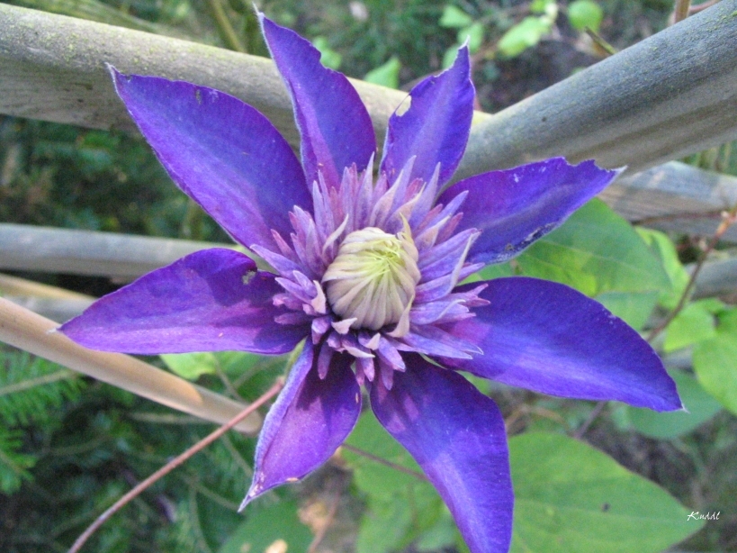 Clematis