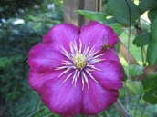 Clematis 2004