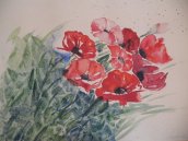 Mohn im Wind - 2003